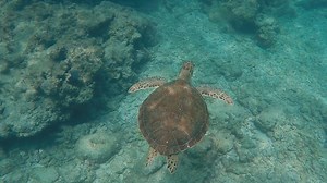 6.8K views · 166 reactions | Out for a Spin-This green sea turtle was peacefully traversing the reef on Sunday afternoon. Adult greens are mostly vegetarian, feeding on seagrasses and algae. If you are snorkeling and notice it looks like the "grass has been mowed" in patches of seagrass it is very likely a result of these turtles. Video : Kristie Killam | Florida Keys National Wildlife Refuges Complex | Facebook