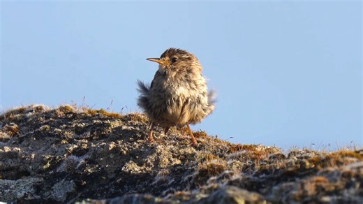 56K views · 4.6K reactions | Wishing you a wonderful friday! Carolina wren, fledling, singing (Thryothorus ludovicianus) United States, Canada, Mexico. | BIRDS & Nature | Facebook