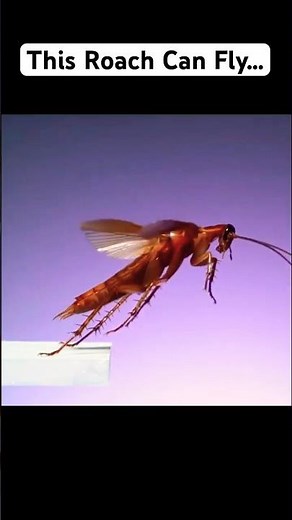 This Cockroach Can FLY… 😳