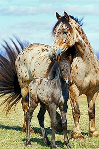 ✨ A perfect picture of grace and heritage ✨ Meet this stunning Appaloosa mare and her foal, side by side in the pasture. Strength, beauty, and the promise of new beginnings captured in one frame. 🐴💫 #Appaloosa #HorseLovers #EquestrianLife #FoalFriday #FarmLife #NatureBeauty #fblifestyle | Coloured Stallions
