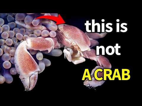 Why do many species choose to evolve into crabs?