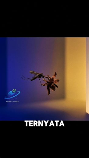 Apa jadinya kalau dunia tanpa nyamuk ? 😯 #faktaunik #faktahewan #science