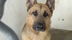 18K views · 332 reactions | PTS - moved to RIP Album on 05/02 for...