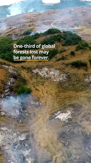 🚨🌲 We’re losing our forests - and it might be forever! A new study has found that one-third of all forest lost between 2001 and 2024 is unlikely to grow back naturally. 💔 This loss is largely due to agriculture expansion, mining, and infrastructure development, according to a new analysis by World Resources Institute and Google DeepMind. The data showed that tropical primary rainforests were particularly affected with a 61% loss.🌳 Researchers warned that while the remaining two-thirds of for