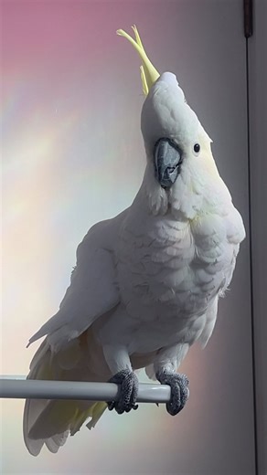 Hangout Session with African Grey and Cockatoo Birds