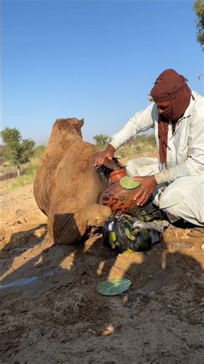 الجمل في أسرِ الجرة
