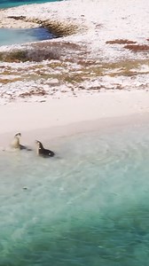 The Hunt (Fran got so close) | Strick & Fran