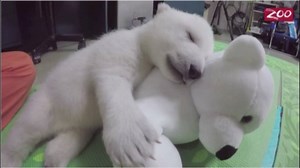 891K views · 9.6K shares | An abandoned 8-week-old polar bear cub is doing well thanks to the help of an Ohio zoo staff. abc7.la/1TwkXwJ | ABC7 | Facebook
