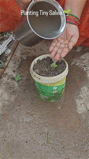 Baby Salvia Planting! 🌸