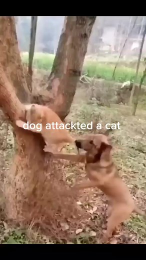 Dog Attack Cat: Understanding Canine Aggression Towards Felines