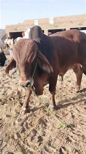 Brahaman bull commando mash Allah ❣️