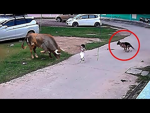 15 Hero Animals That Saved Human Lives! 💕