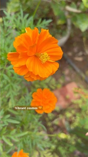 Orange Cosmos stealing the show 🧡🧡🧡