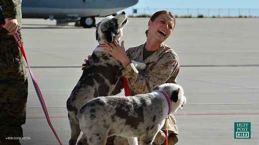 1M views · 7.9K reactions | Dogs on Deployment provides safe temporary homes for the pets of our nation's heroes. | HuffPost | Facebook