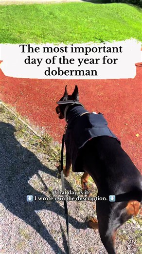 For every Doberman it’s a Holter day! 🩺🩻👩🏻‍⚕️ Dobermans are prone to developing dilated cardiomyopathy (DCM), which can progress asymptomatically for a long time but may lead to dangerous arrhythmias and sudden death. Annual Holter monitoring is recommended for the following reasons: 1. Early disease detection: DCM can remain asymptomatic for a long time. A Holter monitor helps detect heart rhythm disturbances (arrhythmias) at an early stage, even before external signs appear. 2. Prevention 