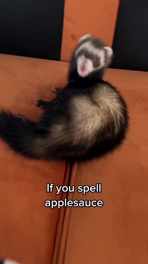 Funny Ferret Memes Compilation