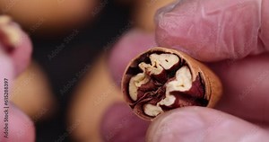 cracked unpeeled pecans close-up on the table, a pile of pecans in the shell