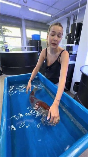 Der One More Koi dieser Woche ist online 🤩 Bietet mit unter www.konishi-koi.com 🥰