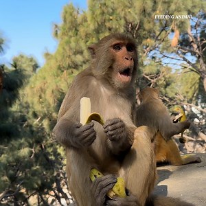 8.2K views · 1.4K reactions | Beautiful beautiful video of monkeys and dogs | Feeding Animal | Facebook