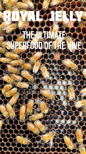 Royal Jelly 🐝👑 | The Secret Food That Creates a Queen Bee! | Day 8 | Shrusti Honey