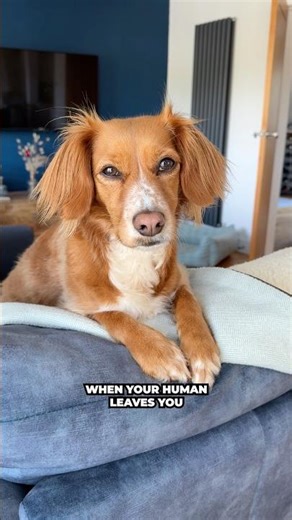 Does This Happen In Your House? #shorts #funnydogs #doglove