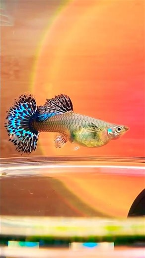 Guppy giving birth #guppyfish #guppybreeding