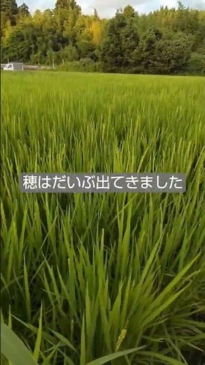 コシヒカリですだいぶ穂が出てきました #コシヒカリ #イノシシ #出穂 #農業 #再生栽培 #にじのきらめき
