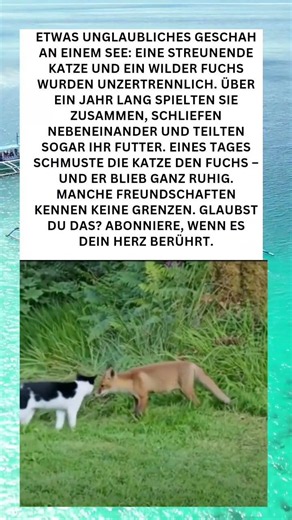 🐱❤️ Ein streunender Kater und ein wilder Fuchs – ihre unglaubliche Freundschaft!