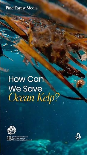 Why kelp restoration finally works