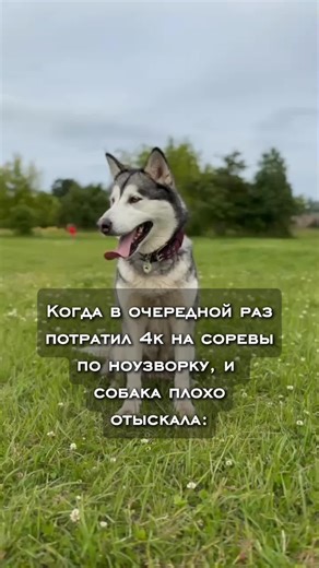 Exploring Agility with Alaskan Malamutes