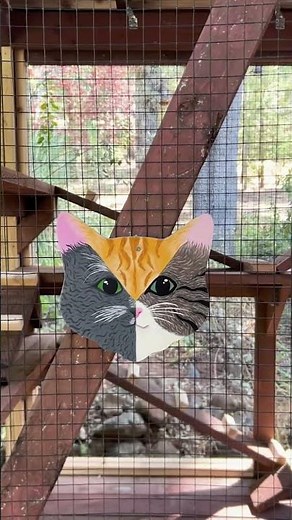 What do you think of this catio? 🤔😻 #catio #catenclosure #catpatio