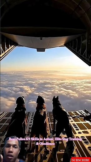 Real Police K9 Skills in Action | Elite Dog Training & Obedience #policek9 #workingdogs #k9unit