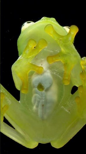🐸 Meet the Glass Frog: Nature’s Transparent Wonder! 🌿