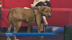 Adopt an animal from AARCS