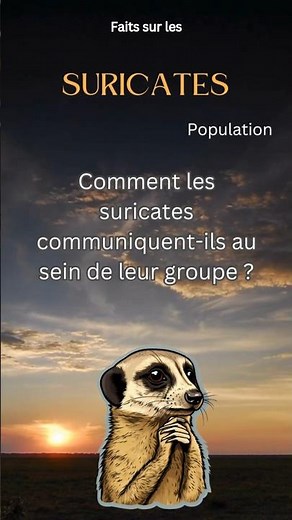Faits sur le Suricate 20 - Comment les suricates communiquent-ils au sein de leur groupe?