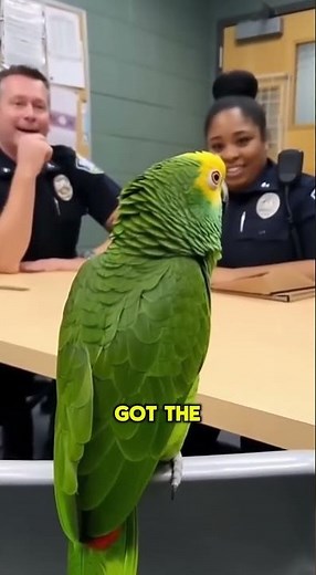 Parrot DESTROYS With "Internet Explorer" Insult! 🤣