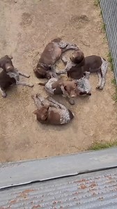 13K views · 7.6K reactions | Happy Friday! We can’t get enough of @whoanellyskennel and their adorable GSP pups! #gsp #germanshorthairedpointer #bestoftheday #fielddoglife #bestdogs #fridayvibes #huntingdogs #birddog #reels #reelsviral #dogs | Field Dog Life | Facebook