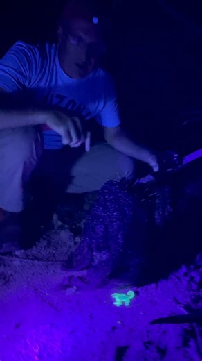 Huge Scorpion #biology #arizona #nature | Val Austin | Facebook