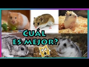 RAZAS DE HAMSTER