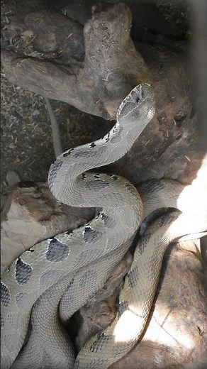 Conservation Challenges: Protecting Endangered Snake Species