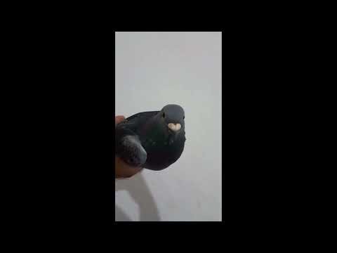 Coughing and Sneezing Pigeon | What to do?