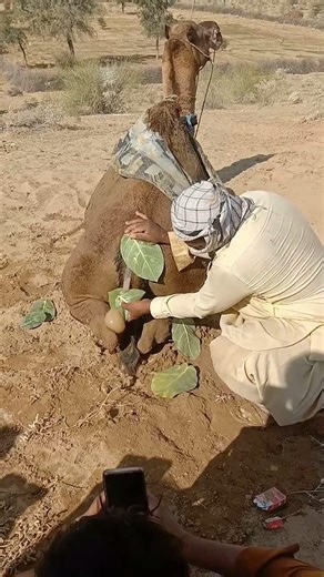 موقف إنساني من الصحراء: المالك يعتني بصحة ناقته بأسلوب تقليدي