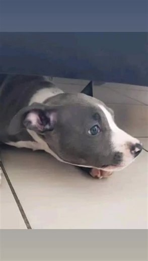 Vidéos de X.T (@street.staff) avec Tchoupi, le générique - Version longue - Tchoupi