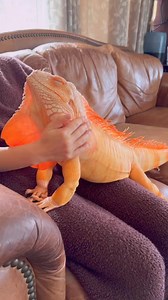 This is a very special live, laugh, toaster bath animals collection. #animals | Austin von Letkemann