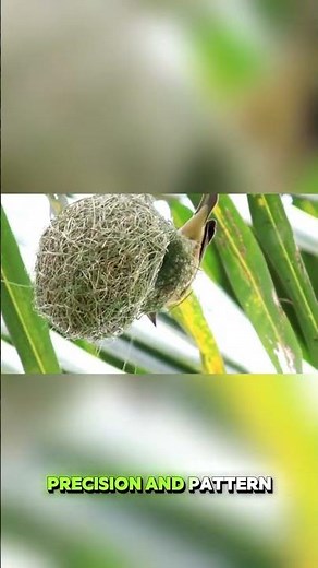 Animals That Build Like Master Architects 🏗️