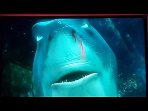 Finding Nemo (2003) Marlin Found The Mask From The Divers (Scene)