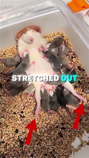 Cutest Mouse Family Ever Sleeping Together!