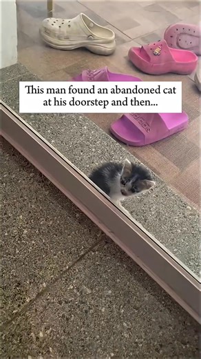 This man found an abandoned cat at his doorstep and then... #rescue #kitten | Stories of The Wild Nature