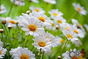 Horta: como plantar Camomila (Matricaria chamomilla)