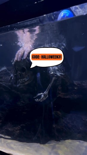 🎃 3 DAYS ONLY! Get 31% OFF all 3D aquarium backgrounds and decorations – use code HALLOWEEN31 before it disappears into the dark! 💀 Our biggest discount ever – valid October 31st – November 2nd, 2025. | Aquadecor